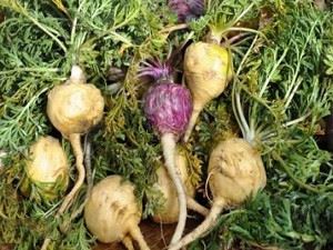 Maca extract